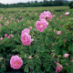 Bulgaria produces 40-50% of world attar of roses
