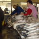 100 kilos of free fish for the poor on Nikulden