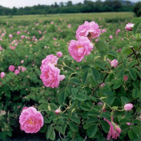 Bulgaria produces 40-50% of world attar of roses