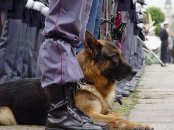 A citizen of Varna took the first place in a contest with police dogs
