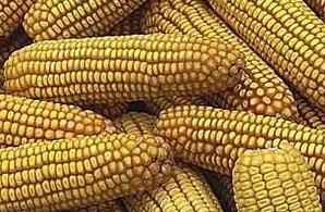 A fair of corn in Isperih
