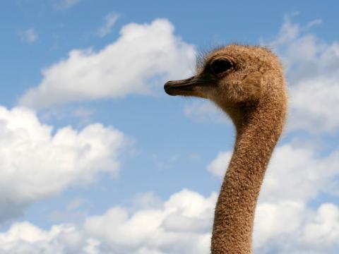 The ostrich farm in Chokmanovo becomes tourist attraction